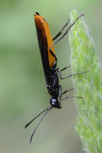 Réf. 270 642 : Calameuta pygmaea